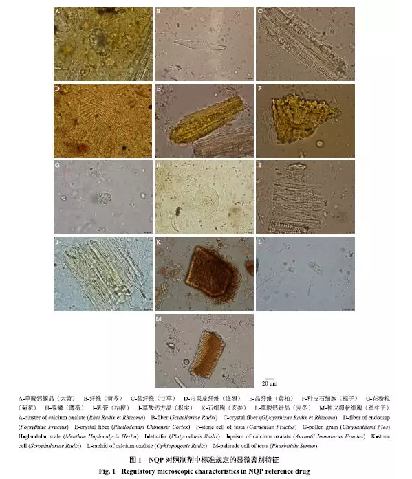 2   新建番泻叶 ,石膏的显微鉴别方法